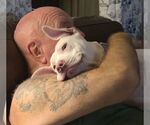 Small #11 American Pit Bull Terrier Mix