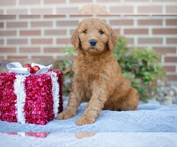 Medium Photo #1 Goldendoodle Puppy For Sale in DALTON, OH, USA