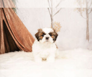 Shih Tzu Puppy for Sale in WARSAW, Indiana USA