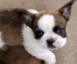 Small Photo #1 American Bullnese Puppy For Sale in LAS VEGAS, NV, USA
