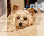 Small #7 Maltese