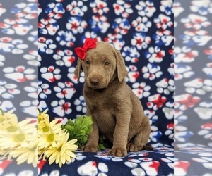 Labrador Retriever Puppy for sale in KINZERS, PA, USA