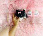 Puppy Puppy 2 Pomeranian