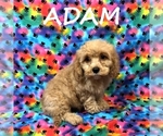 Image preview for Ad Listing. Nickname: Adam
