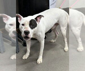 Mutt Dogs for adoption in Forestville, MD, USA