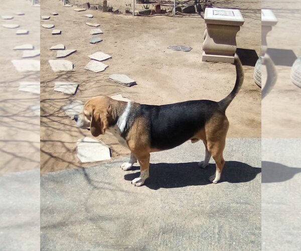 Medium Photo #2 Puggle Puppy For Sale in Apple Valley, CA, USA