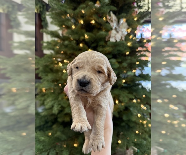 Medium Photo #1 Goldendoodle Puppy For Sale in ALAMEDA, CA, USA