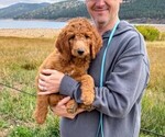 Puppy Virginia Goldendoodle mix (+ Poodle Standard)