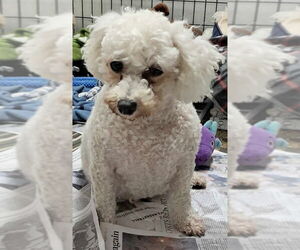 Bichon Frise-Unknown Mix Dogs for adoption in Mukwonago, WI, USA