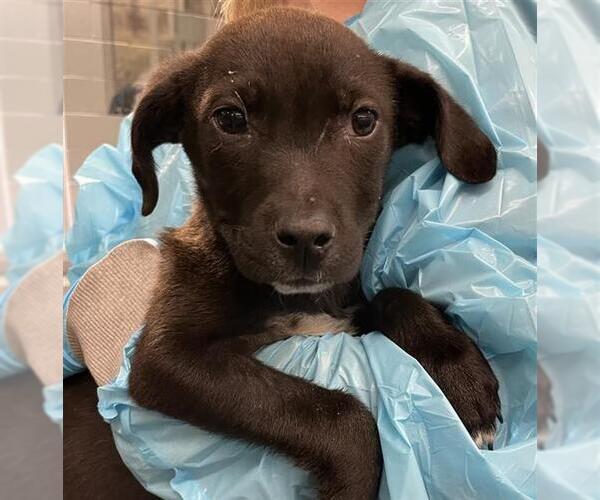 Medium Photo #1 Mutt Puppy For Sale in San Antonio, TX, USA