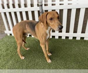 Redbone Coonhound-Unknown Mix Dogs for adoption in Modesto, CA, USA