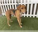 Small Redbone Coonhound Mix