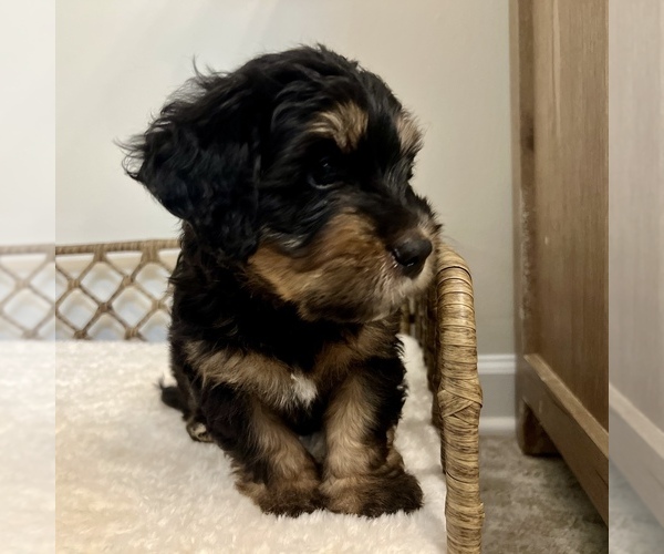 Medium Photo #3 Australian Mountain Dog Puppy For Sale in CULPEPER, VA, USA