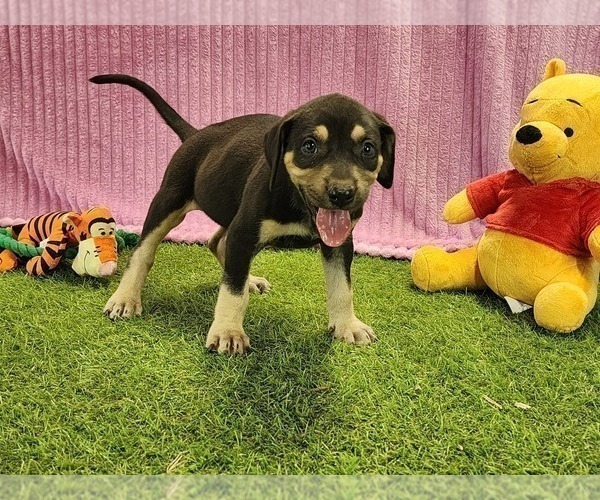 Medium Photo #5 Catahoula Leopard Dog Puppy For Sale in CUMBY, TX, USA