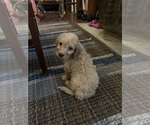 Small Photo #6 Aussiedoodle Puppy For Sale in WOODLEAF, NC, USA