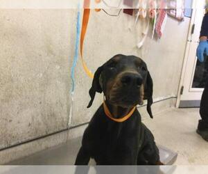 Doberman Pinscher Dogs for adoption in Riverside, CA, USA