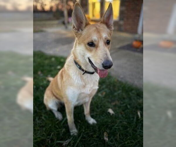 Medium Photo #11 Siberian Husky-Unknown Mix Puppy For Sale in Evansville, IN, USA