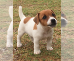 Small Photo #1 Jack Russell Terrier Puppy For Sale in SIDNEY, TX, USA