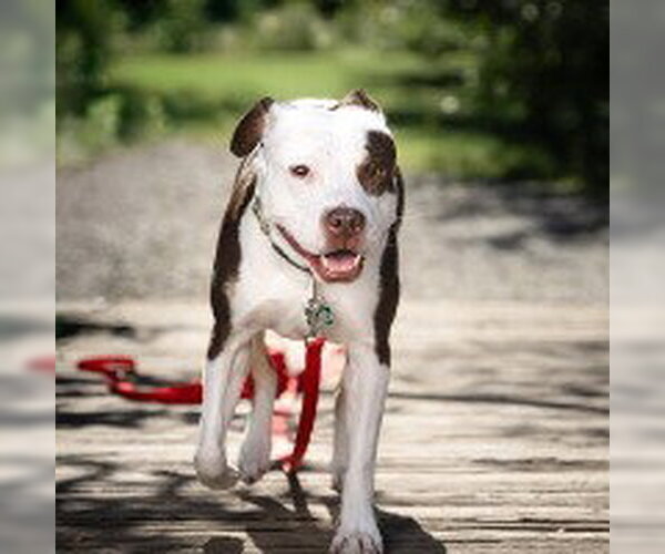 Medium Photo #16 American Pit Bull Terrier-Unknown Mix Puppy For Sale in Alexandria, VA, USA