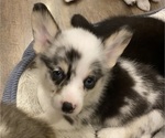 Image preview for Ad Listing. Nickname: Gwennie Bear