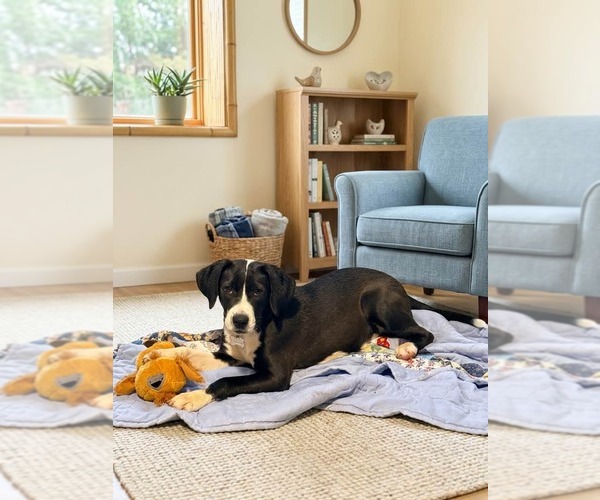 Medium Photo #3 Labbe Puppy For Sale in Holly Springs, NC, USA
