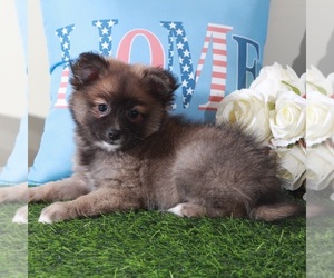 Pomeranian Puppy for Sale in MOUNT VERNON, Ohio USA