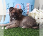 Small Pomeranian
