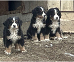 Small #2 Bernese Mountain Dog