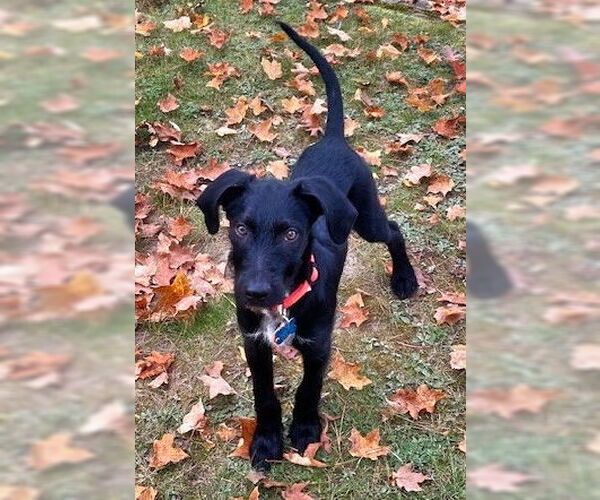 Medium Photo #3 Mutt Puppy For Sale in Minneapolis, MN, USA
