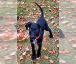 Small #2 Mutt
