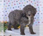 Small Photo #2 Sheepadoodle Puppy For Sale in NEW PROVIDENCE, PA, USA