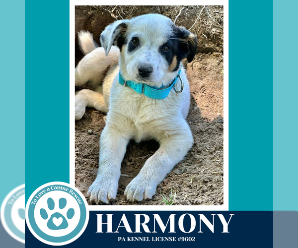 Medium Photo #3 Mutt Puppy For Sale in Kimberton, PA, USA