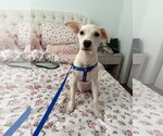 Sam - Male Mutt Dog for Adoption - Small photo