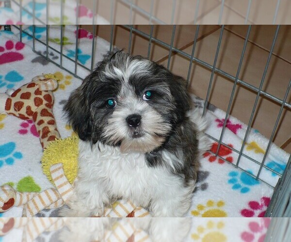 Medium Photo #1 Mal-Shi Puppy For Sale in ORO VALLEY, AZ, USA