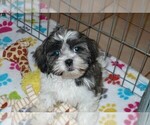 Small Photo #1 Mal-Shi Puppy For Sale in ORO VALLEY, AZ, USA