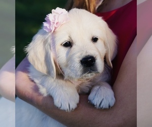 English Cream Golden Retriever Puppy for sale in CRESWELL, OR, USA