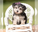 Small #1 Morkie