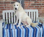 Small #7 Great Pyrenees