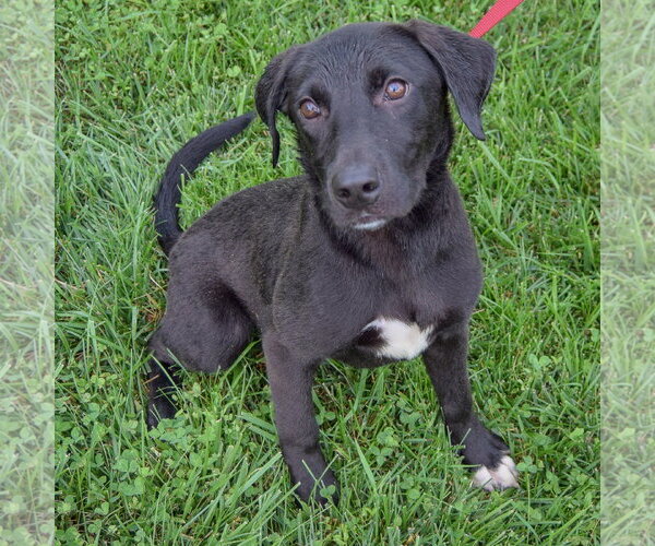 Medium Photo #2 Border Collie-Unknown Mix Puppy For Sale in Huntley, IL, USA