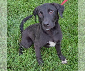 Maxi - Male Border Collie-Unknown Mix Dog for Adoption - Photo #2