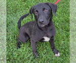 Small #1 Border Collie Mix