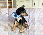 Small #3 Catahoula Leopard Dog-Miniature Pinscher Mix