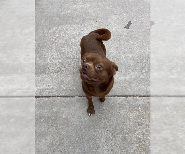 Medium Photo #1 Pug-Unknown Mix Puppy For Sale in Fremont, CA, USA
