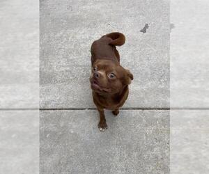 Pug-Unknown Mix Dogs for adoption in Fremont, CA, USA