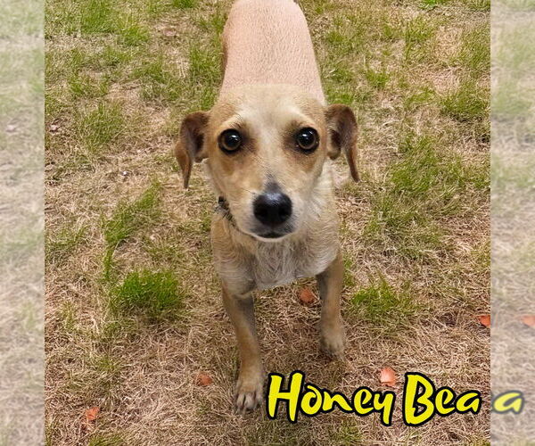 Medium Photo #7 Chiweenie Puppy For Sale in San Antonio, TX, USA