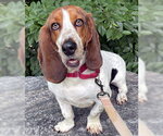 Small #3 Basset Hound