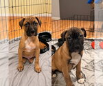 Small Boxer