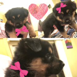 Alaskan Husky-German Shepherd Dog Mix Puppy for sale in LAS VEGAS, NV, USA