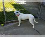 Small #3 American Staffordshire Terrier-Dalmatian Mix