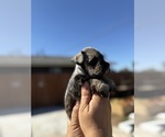 Small #8 Schnauzer (Miniature)